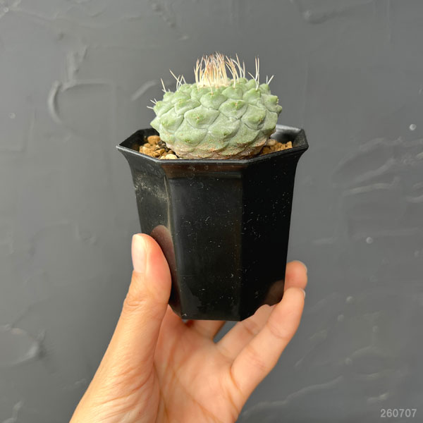 サボテン:ストロンボカクタス 菊水 2号鉢植え26-01