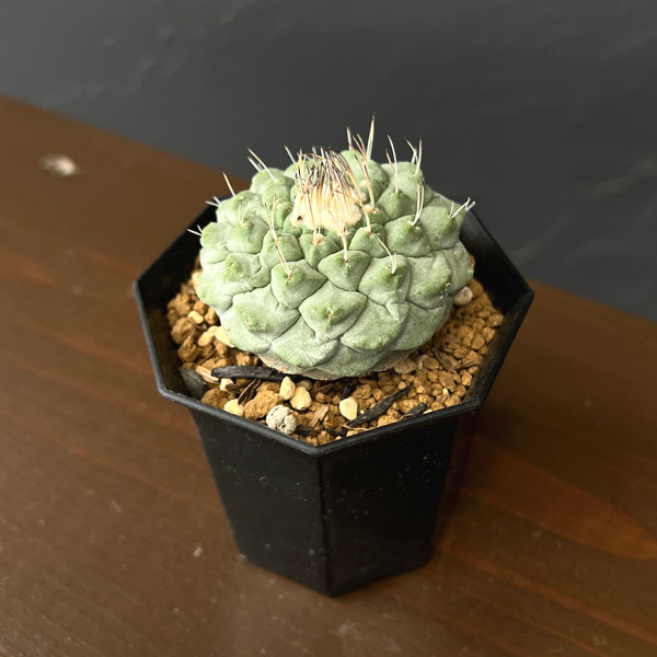 サボテン:ストロンボカクタス 菊水 2号鉢植え26-01