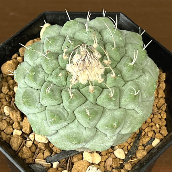 サボテン:ストロンボカクタス 菊水 2号鉢植え26-01