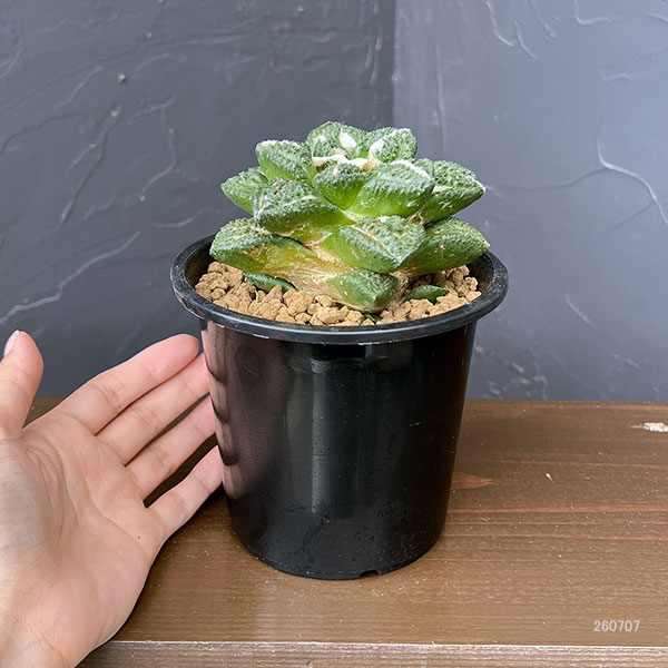 アリオカルプス:亀甲牡丹 ゴジラ(実生) 4号鉢植え