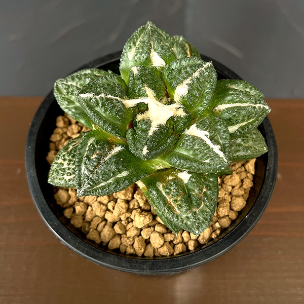 アリオカルプス:亀甲牡丹 ゴジラ(実生) 4号鉢植え