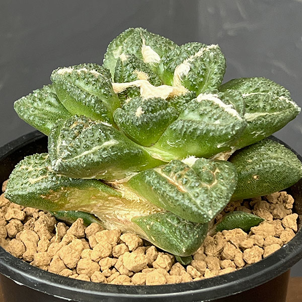 アリオカルプス:亀甲牡丹 ゴジラ(実生) 4号鉢植え