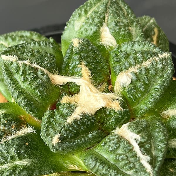 アリオカルプス:亀甲牡丹 ゴジラ(実生) 4号鉢植え