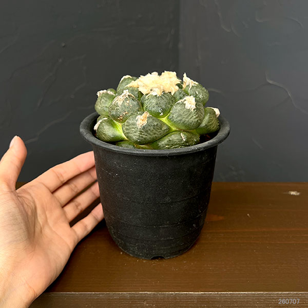 サボテン:アリオカルプス連山 4号鉢植え