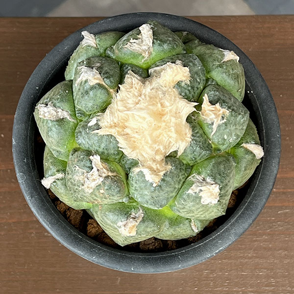 サボテン:アリオカルプス連山 4号鉢植え