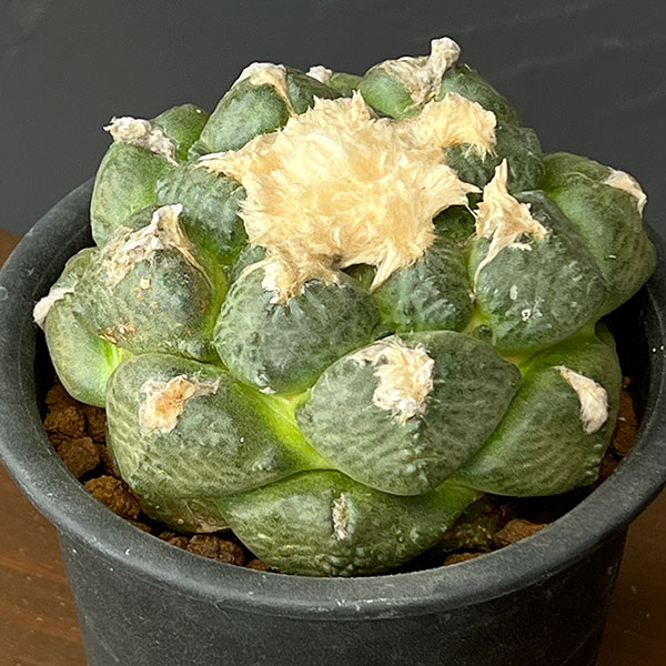 サボテン:アリオカルプス連山 4号鉢植え