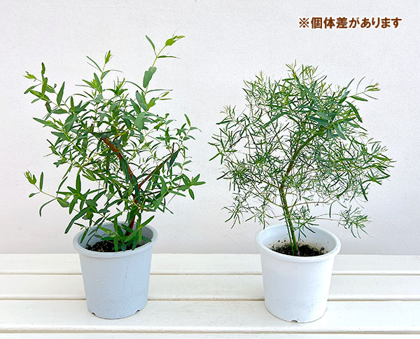 ユーカリ:ニコリー(ブラックペパーミント)4.5号鉢植え
