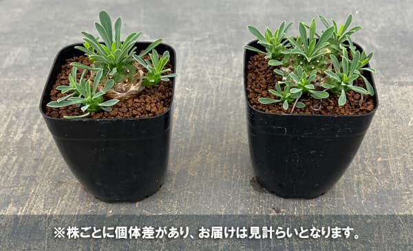 ユーフォルビア:ガビザン 2.5号スクエア鉢*