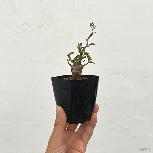 センナ:メリディオナリス(実生株) 2.5号鉢植え*