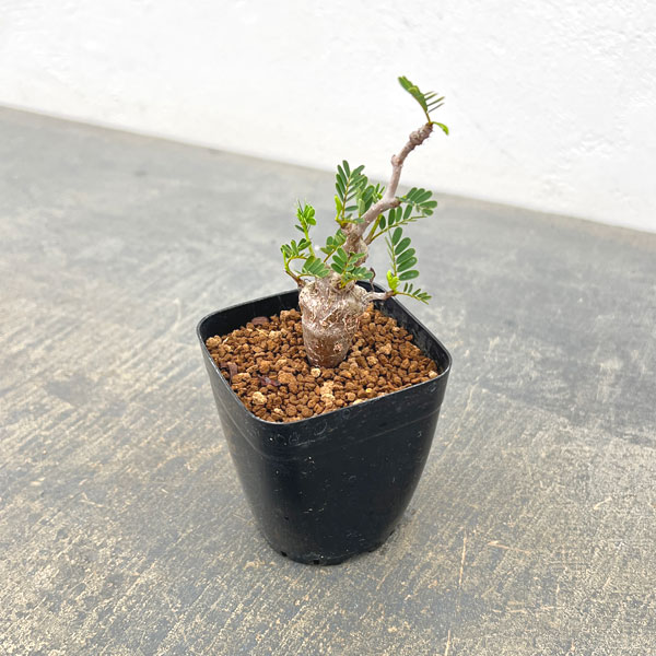 センナ:メリディオナリス(実生株) 2.5号鉢植え*