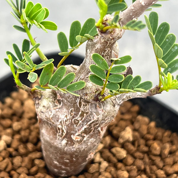 センナ:メリディオナリス(実生株) 2.5号鉢植え*