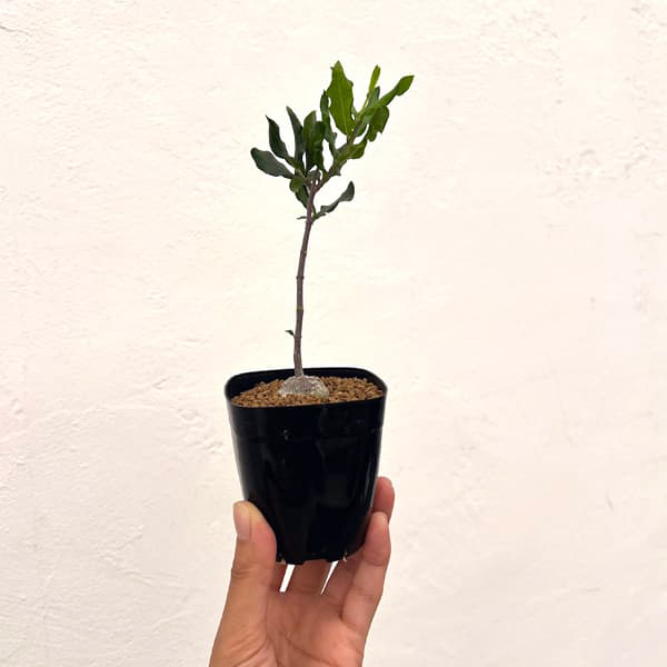 フォッケア:エデュリス 火星人 2.5号鉢植え*