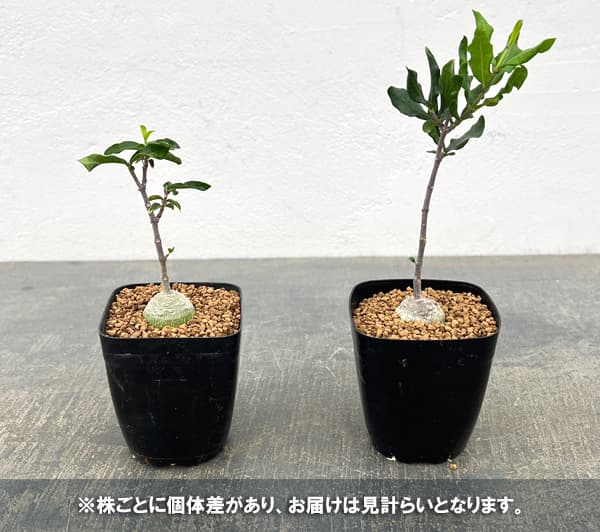 フォッケア:エデュリス 火星人 2.5号鉢植え*