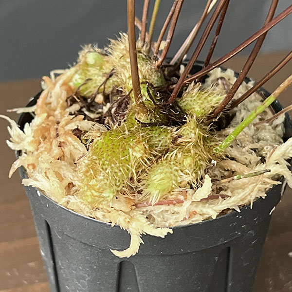 ドリナリア:リギドラ(West Ppua) 2号鉢植え