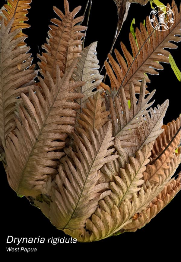 ドリナリア:リギドラ(West Ppua) 2号鉢植え