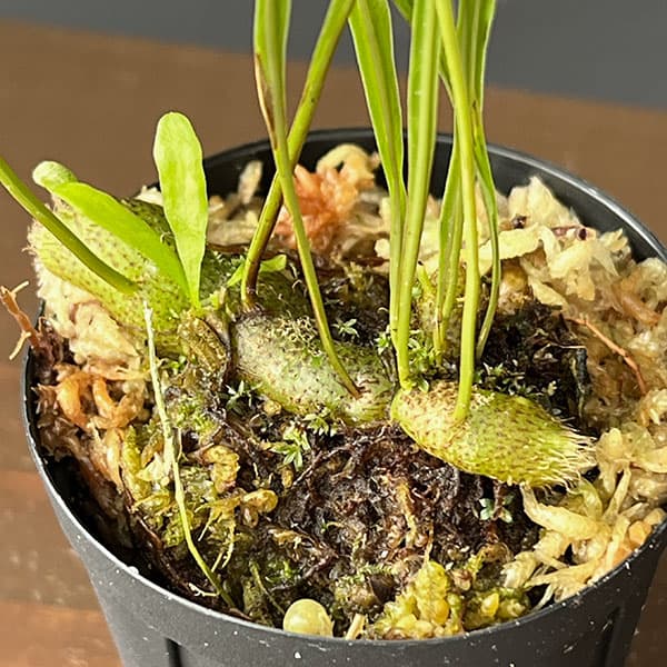 ドリナリア:スパルシソラ(Berau、KAL-TIM) 2号鉢植え