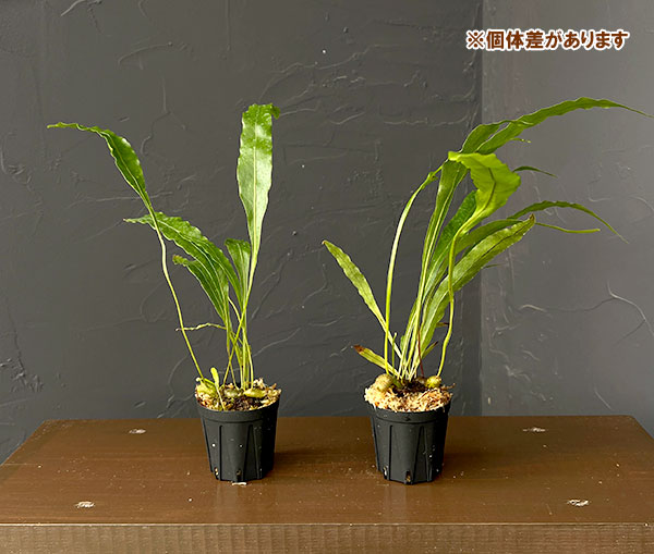 ドリナリア:スパルシソラ(Berau、KAL-TIM) 2号鉢植え