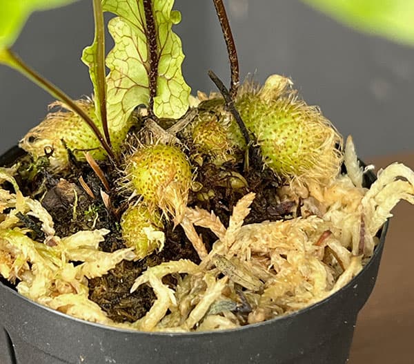 ドリナリア:リギデュラ(rigidula Cairns、 Australia(sporeling)) 2号鉢植え