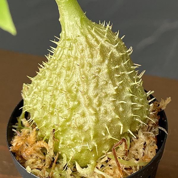 ミルメコディア:cfツベローサ ランセオラータ(国内実生株) 2号鉢植え
