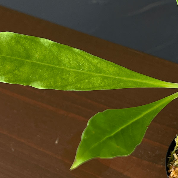 ミルメコディア:cfツベローサ ランセオラータ(国内実生株) 2号鉢植え
