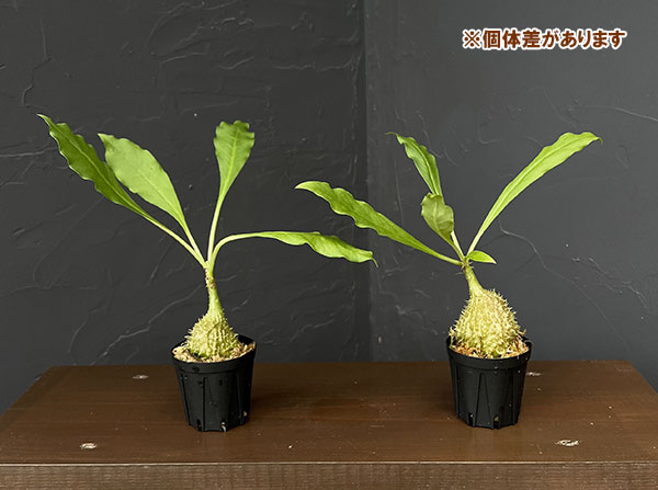 ミルメコディア:cfツベローサ ランセオラータ(国内実生株) 2号鉢植え