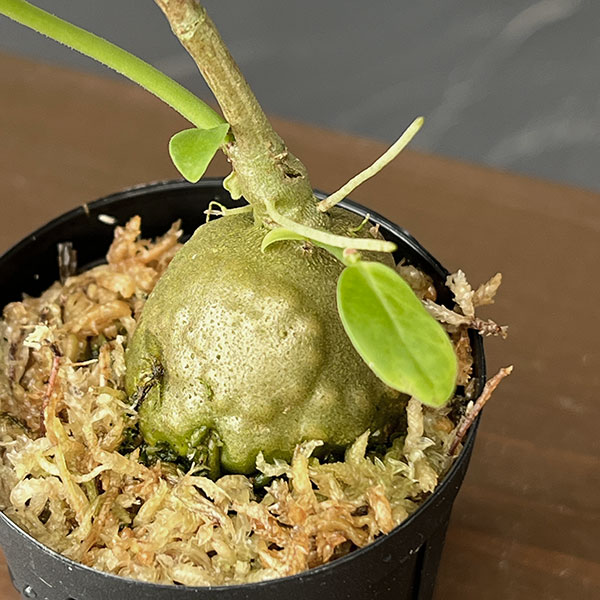 ヒドノフィタム:sp. aff. ovatum(国内実生株)2号角鉢