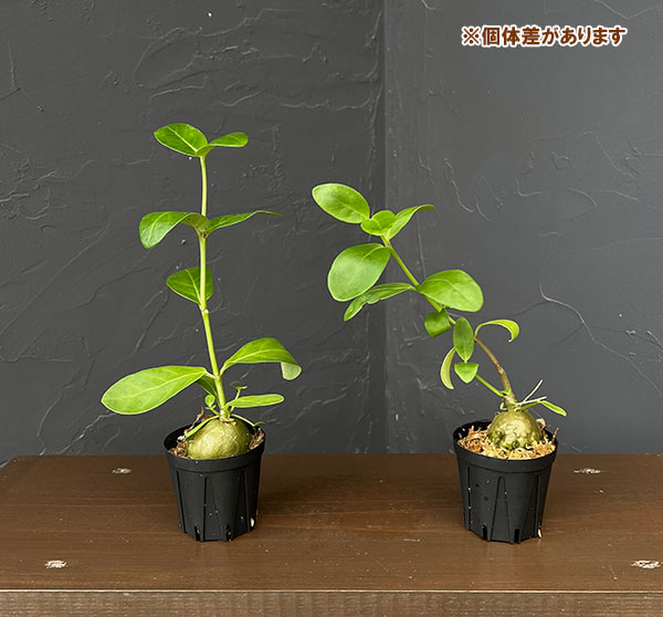 ヒドノフィタム:sp. aff. ovatum(国内実生株)2号角鉢