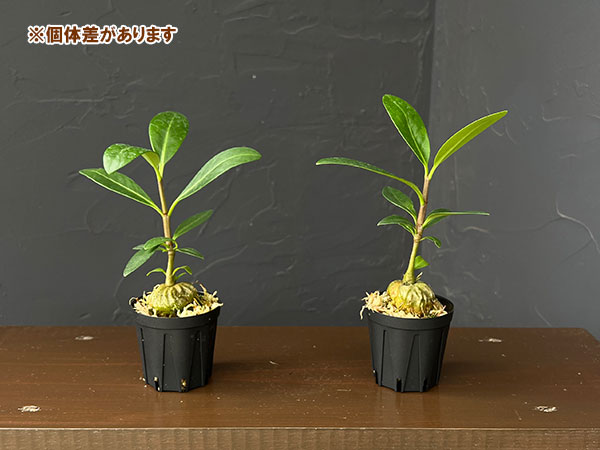 ヒドノフィツム:フェルギネウム(国内実生株)2号角鉢