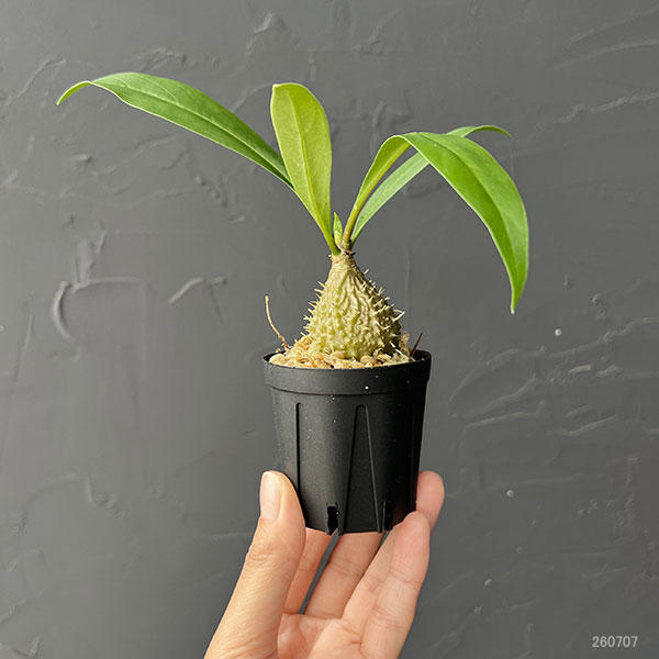 ミルメコディア:プラティティレア(brown petioles) 2号角鉢