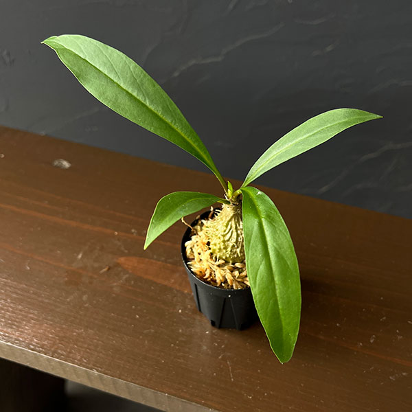 ミルメコディア:プラティティレア(brown petioles) 2号角鉢
