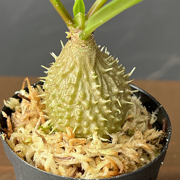 ミルメコディア:プラティティレア(brown petioles) 2号角鉢