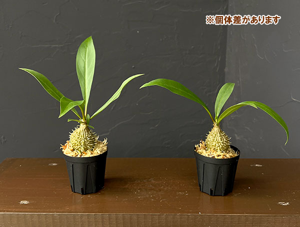 ミルメコディア:プラティティレア(brown petioles) 2号角鉢