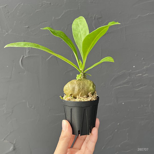 ミルメコディア:sp.(large leaves、soft tforn) 2号角鉢