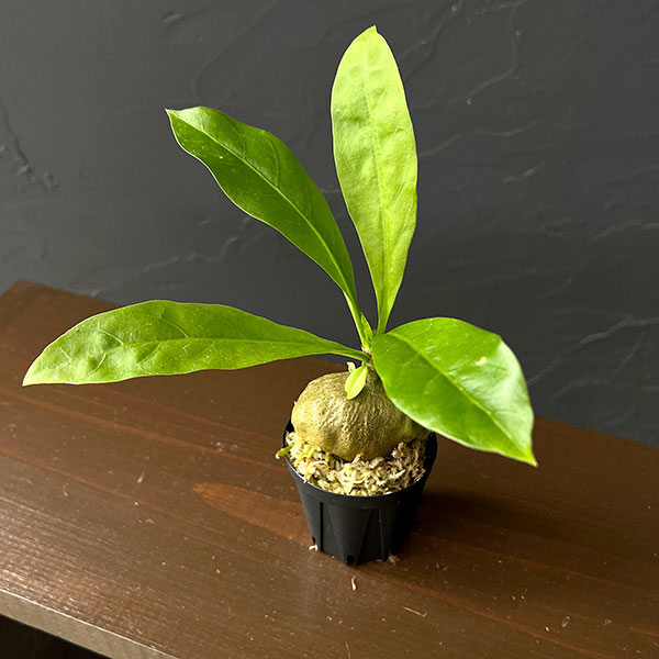 ミルメコディア:sp.(large leaves、soft tforn) 2号角鉢