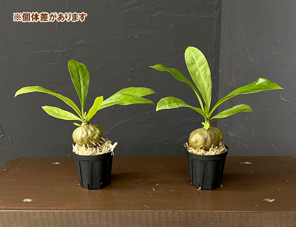 ミルメコディア:sp.(large leaves、soft tforn) 2号角鉢