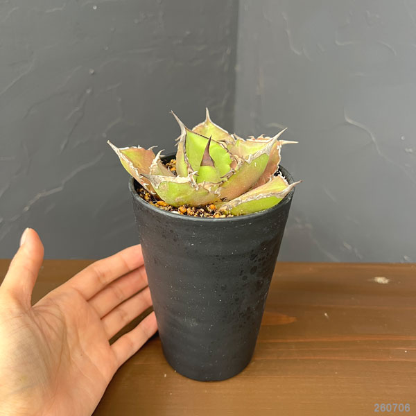 アガベ:チタノタ シャークソード 3.5号鉢植え