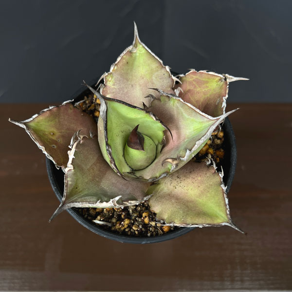 アガベ:チタノタ シャークソード 3.5号鉢植え