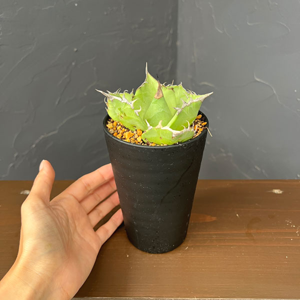 アガベ:チタノタ鬼爪 3.5号鉢植え