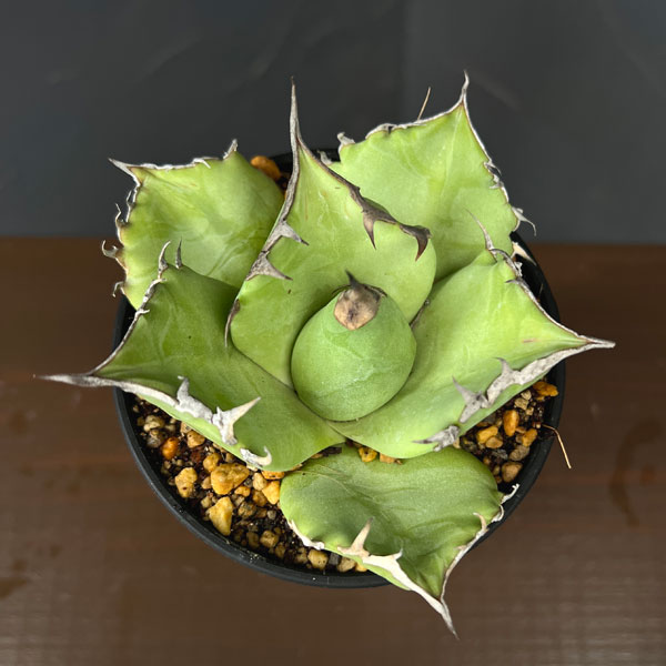 アガベ:チタノタ鬼爪 3.5号鉢植え