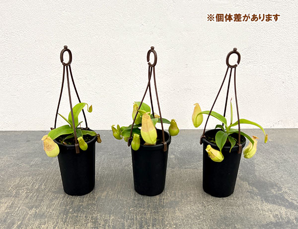 ネペンテス:グラシリススポート 2.5号吊り鉢入り