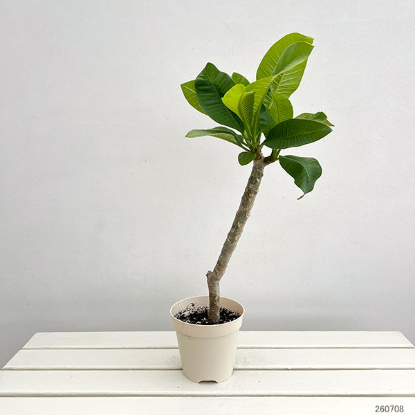 プルメリア:ロンダ 5号鉢植え