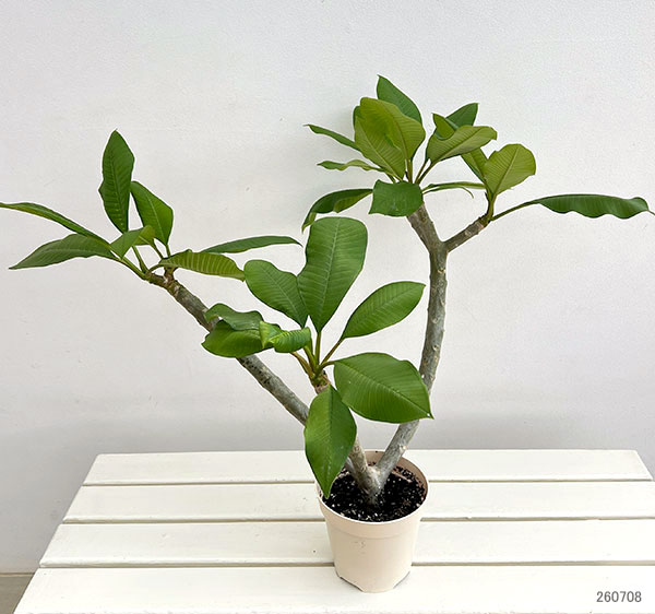 プルメリア:ハニーポット 5号鉢植え