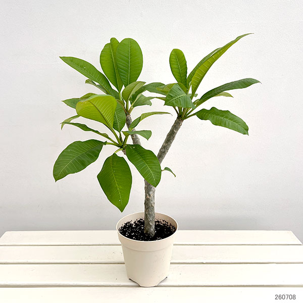 プルメリア:エレクトリック 5号鉢植え