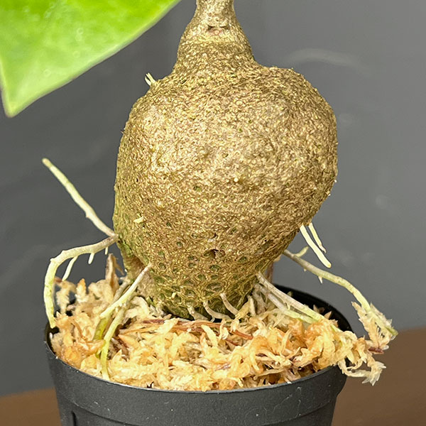 ミルメコディア:プラティティレア(spiny) 2号角鉢
