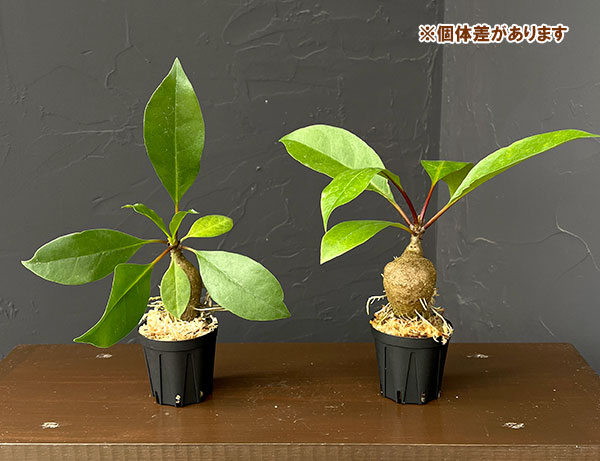 ミルメコディア:プラティティレア(spiny) 2号角鉢