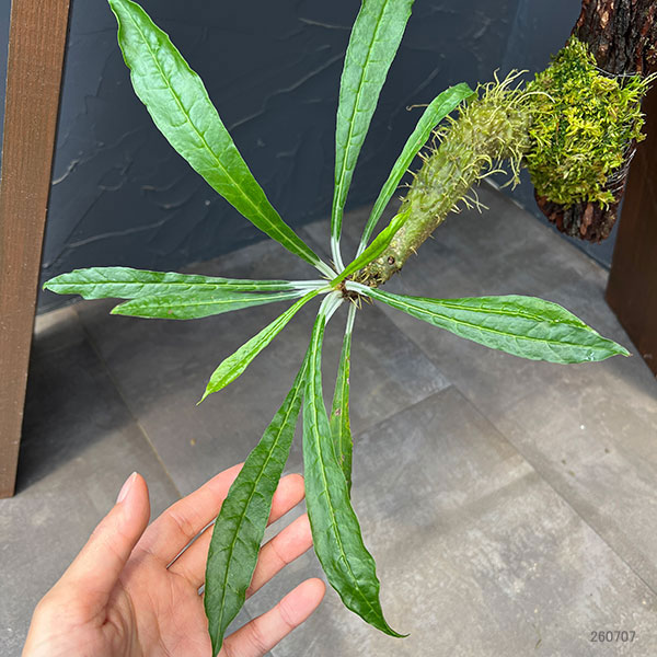 ミルメコディア:アラータ(prolifera type、 alveoli-long thorn)国内実生株 板付け