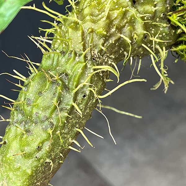 ミルメコディア:アラータ(prolifera type、 alveoli-long thorn)国内実生株 板付け