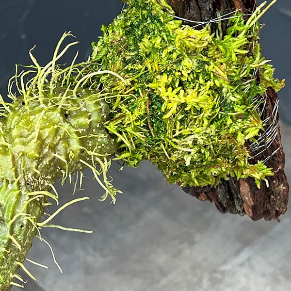 ミルメコディア:アラータ(prolifera type、 alveoli-long thorn)国内実生株 板付け
