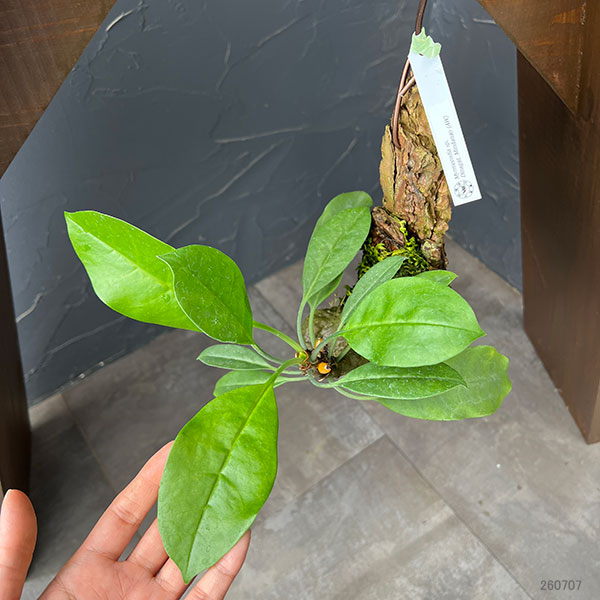 ミルメコディア:sp.Myrmecodia sp. Dinagat、 Mindanao (AW) 国内実生株 板付け