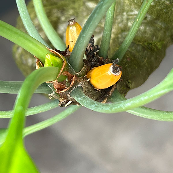 ミルメコディア:sp.Myrmecodia sp. Dinagat、 Mindanao (AW) 国内実生株 板付け